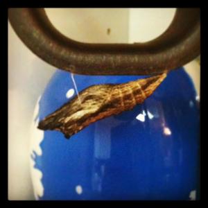 A swallowtail chrysalis hanging from a coffee press handle